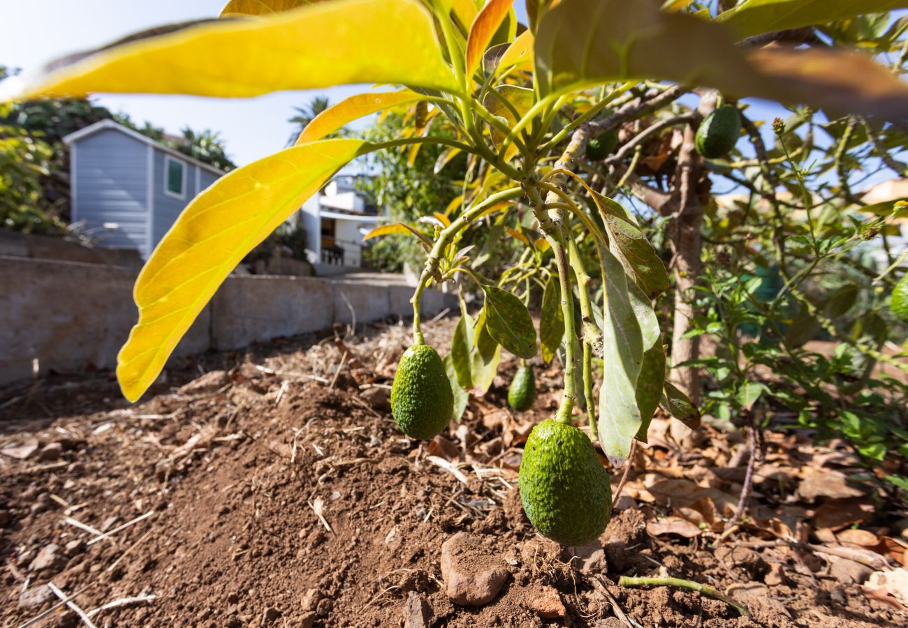 Casa em El Sauzal - OkStay - Casa Canaria El Sauzal